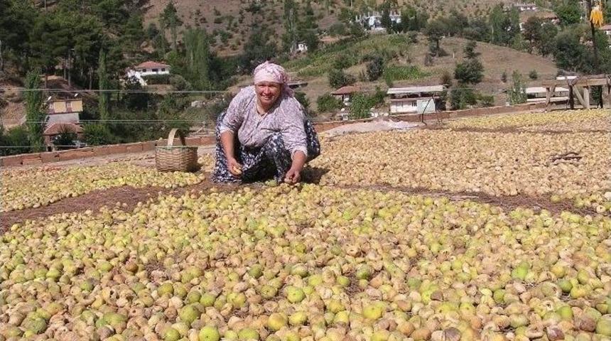 Aydın’da İncir Hasadı Başladı