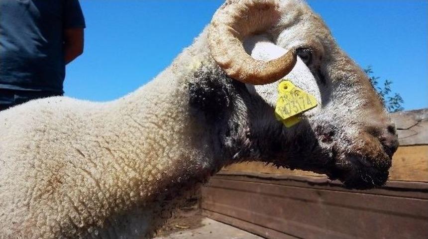 Uludağ&rsquo;da Kurtlar Koyun S&uuml;r&uuml;s&uuml;ne Saldırdı