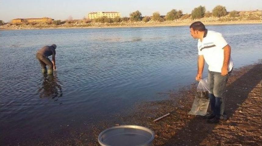 Cihanbeyli G&ouml;leti&rsquo;ne 16 Bin Balık Bırakıldı