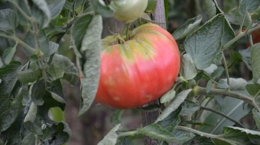 Bah&ccedil;esinde Dev Domates Yetiştirdi