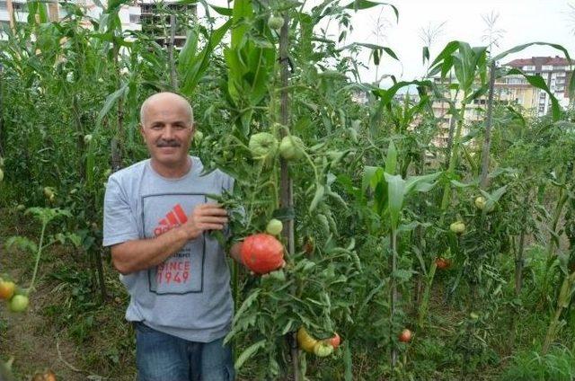 Bahçesinde Dev Domates Yetiştirdi