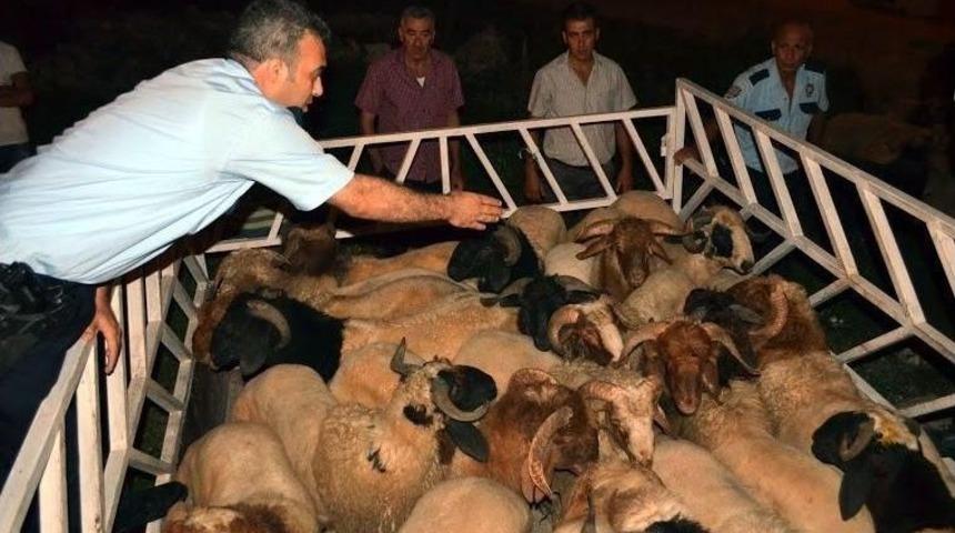 Hatay'da Hayvan Ka&ccedil;ak&ccedil;ılığı