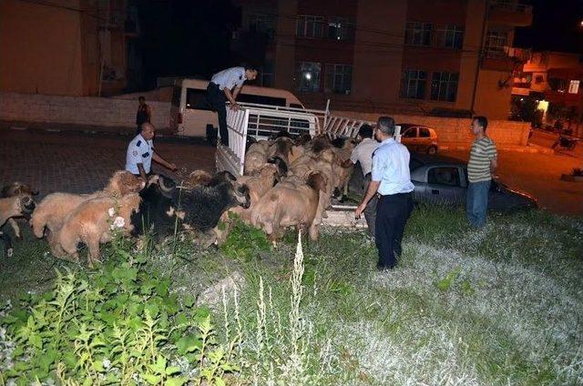 Hatay'da Hayvan Kaçakçılığı