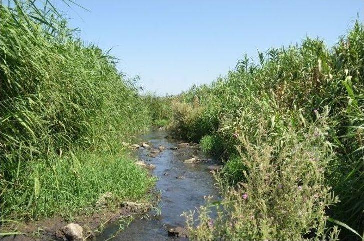 Dikili’de Dere Yataklarında Temizlik Seferberliği G3