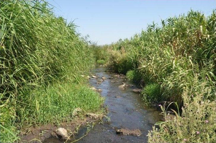 Dikili’de Dere Yataklarında Temizlik Seferberliği G5