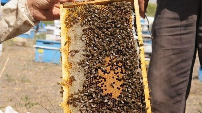 Van&rsquo;da Bal Hasadı Başladı