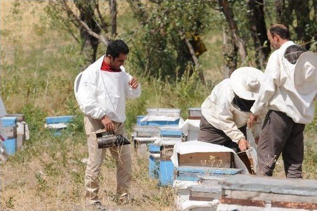 Van’da Bal Hasadı Başladı