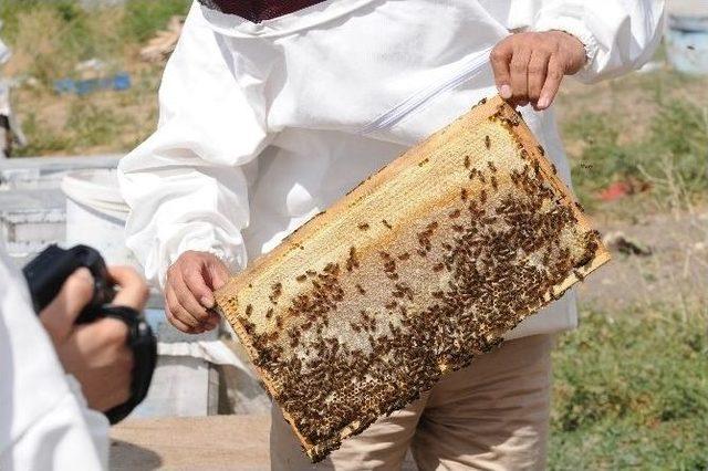 Van’da Bal Hasadı Başladı