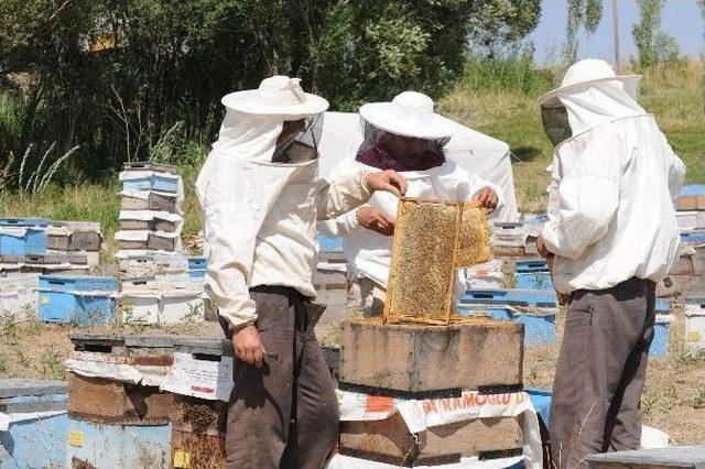 Van’da Bal Hasadı Başladı