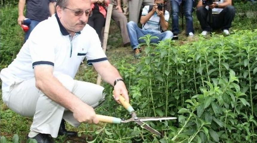 Sıfır Kalorili Şeker Bitkisinde İkinci Hasat