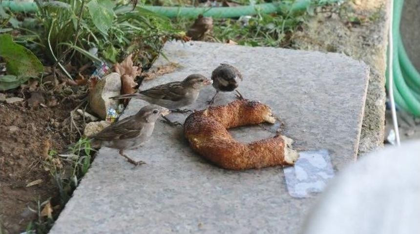 A&ccedil; Kalan Ser&ccedil;e Kuşlarının Simit Keyfi