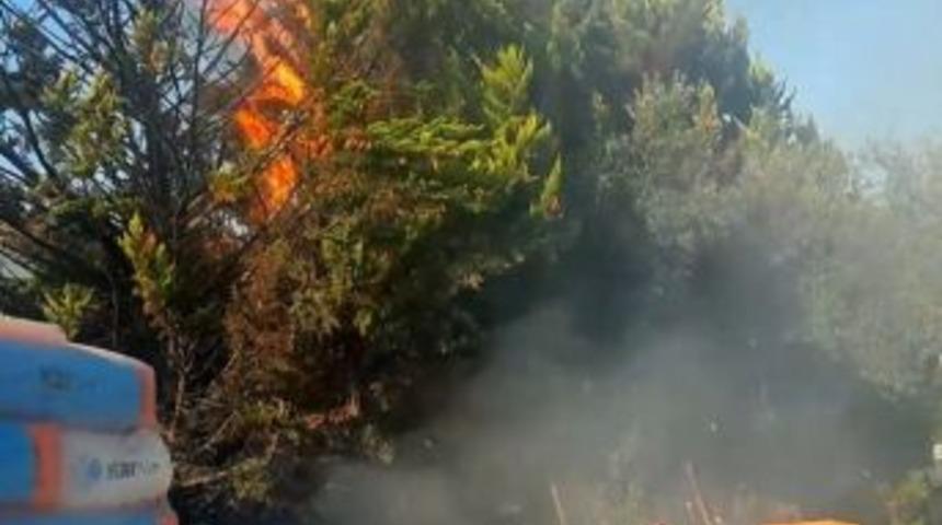 Kopan Elektrik Telleri Ağacı Tutuşturdu