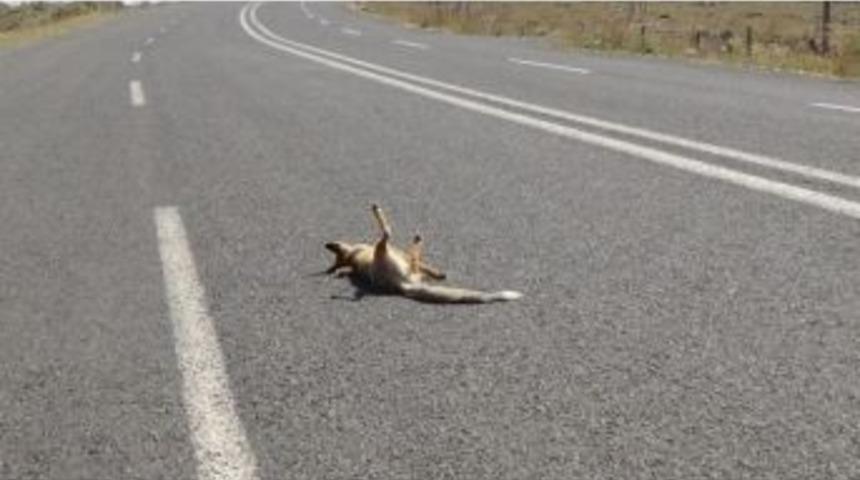 Otomobilin &Ccedil;arptığı Tilki Telef Oldu