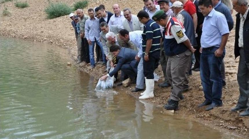 Ender Muhammed Gümüş: Kütahya’daki Baraj Ve Göletler Yavru Balığa Doydu