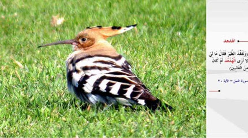 Kur'an-ı Kerim'de ismi ge&ccedil;en hayvanlar