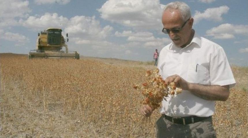 Yozgat&rsquo;ta Aspir Hasadı Başladı