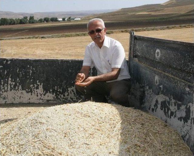 Yozgat’ta Aspir Hasadı Başladı