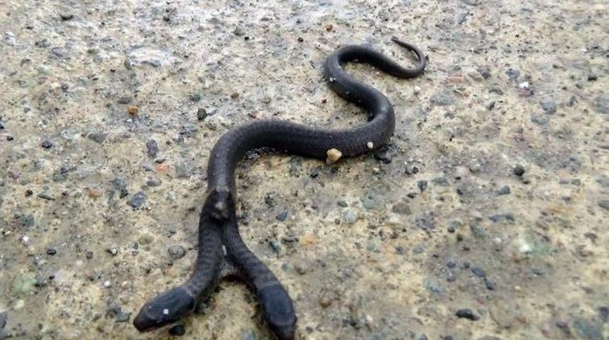 &Ccedil;ift Başlı Yılan İlgi Odağı Oldu