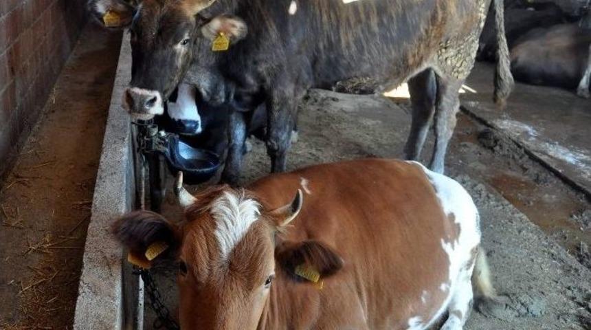 Kurbanlık Satışları Başladı