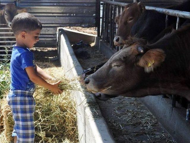 Kurbanlık Satışları Başladı