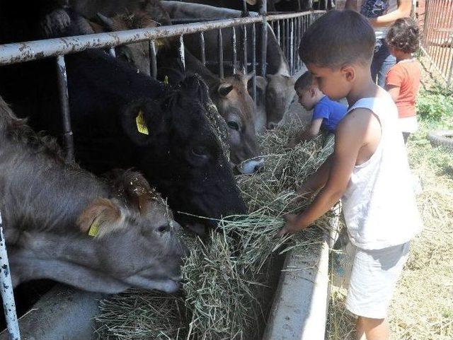 Kurbanlık Satışları Başladı