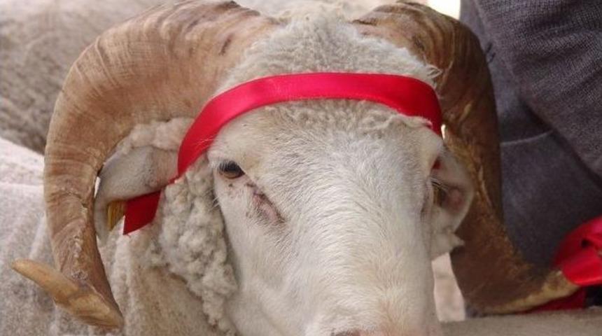 Kurbanlık Hayvanlara Şap Aşısı