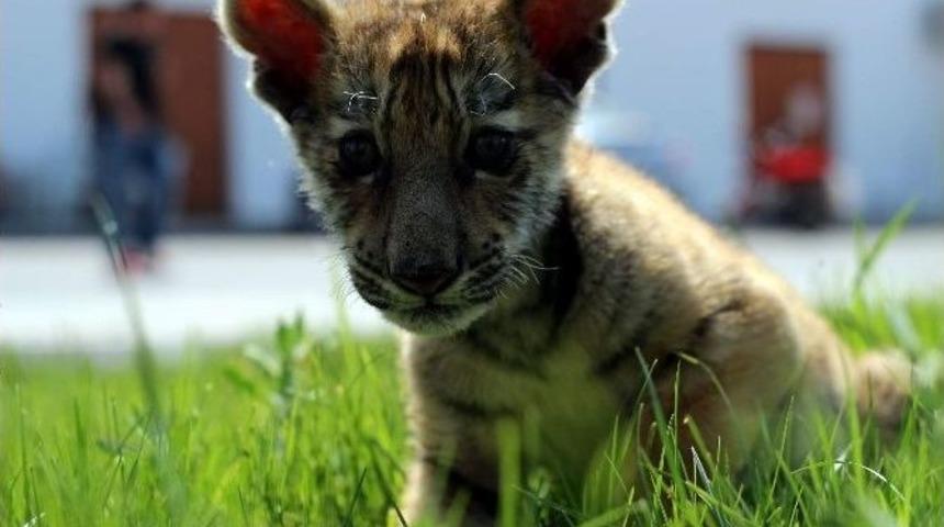 Hayvanat Bah&ccedil;esinde "yavru" Heyecanı