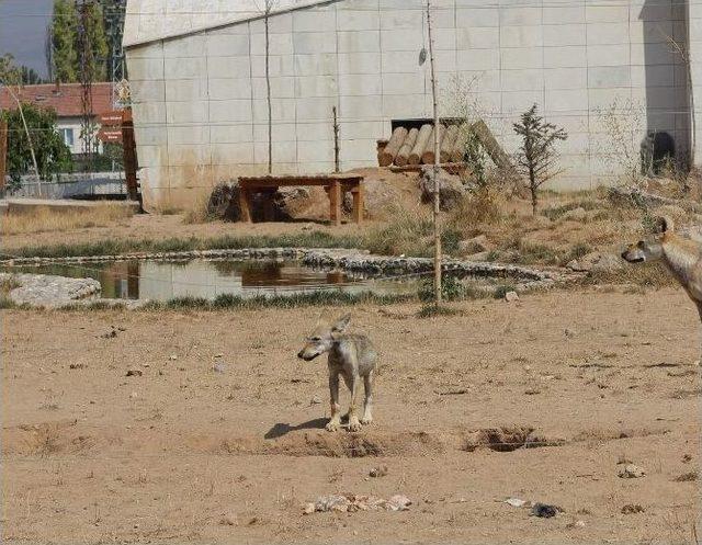 Hayvanat Bahçesinde 