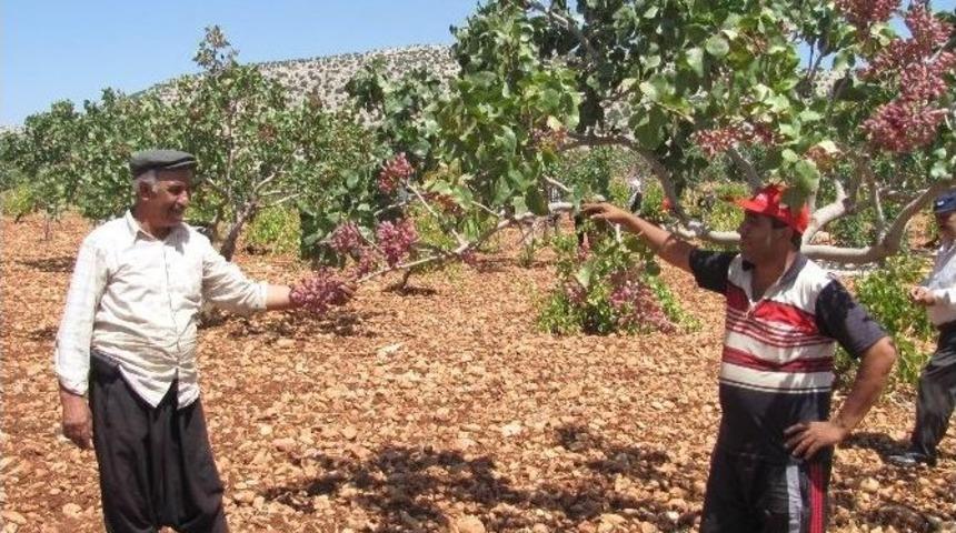 Antep Fıstığı &Uuml;reticileri Hasadın Az Olmasından Tedirgin