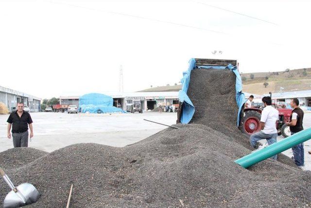 Buğday Hasadı Tamam, Sıra Ayçiçeği Hasadında