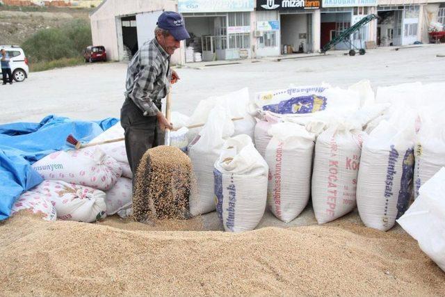 Buğday Hasadı Tamam, Sıra Ayçiçeği Hasadında