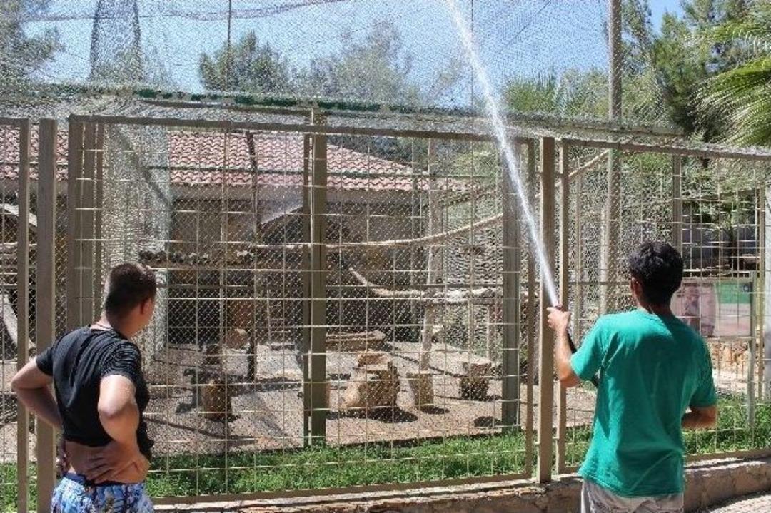 Antalya&rsquo;da Sıcaktan Bunalan Hayvanlara Buzlu Serinlik