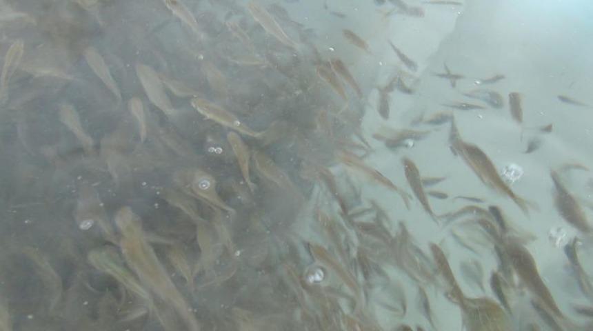 Yozgat'ta G&ouml;letlere 72 Bin Bin Sazan Bırakıldı