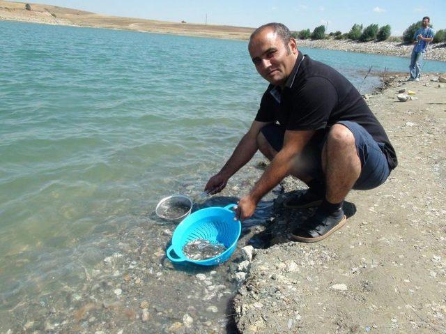 Yozgat'ta Göletlere 72 Bin Bin Sazan Bırakıldı