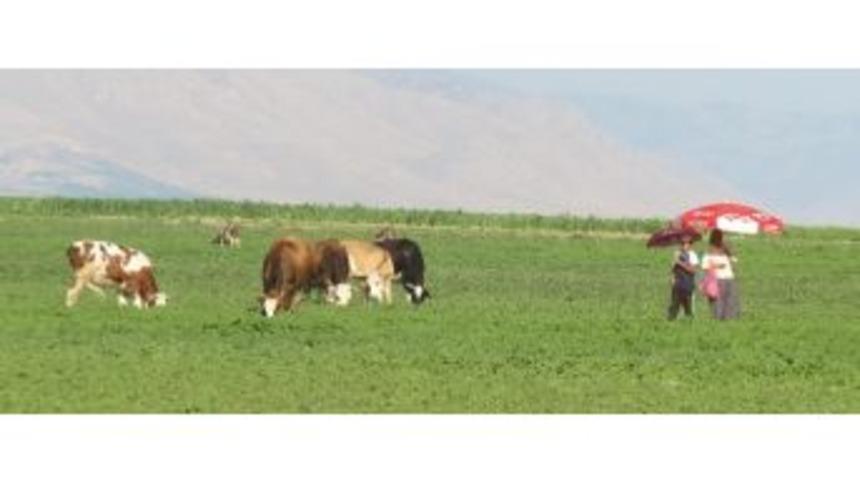 Şemsiyeli &Ccedil;obanlar