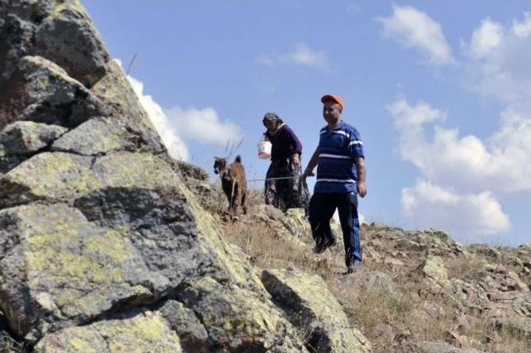 G&uuml;m&uuml;şhane&rsquo;de Ke&ccedil;i Kurtarma Operasyonu