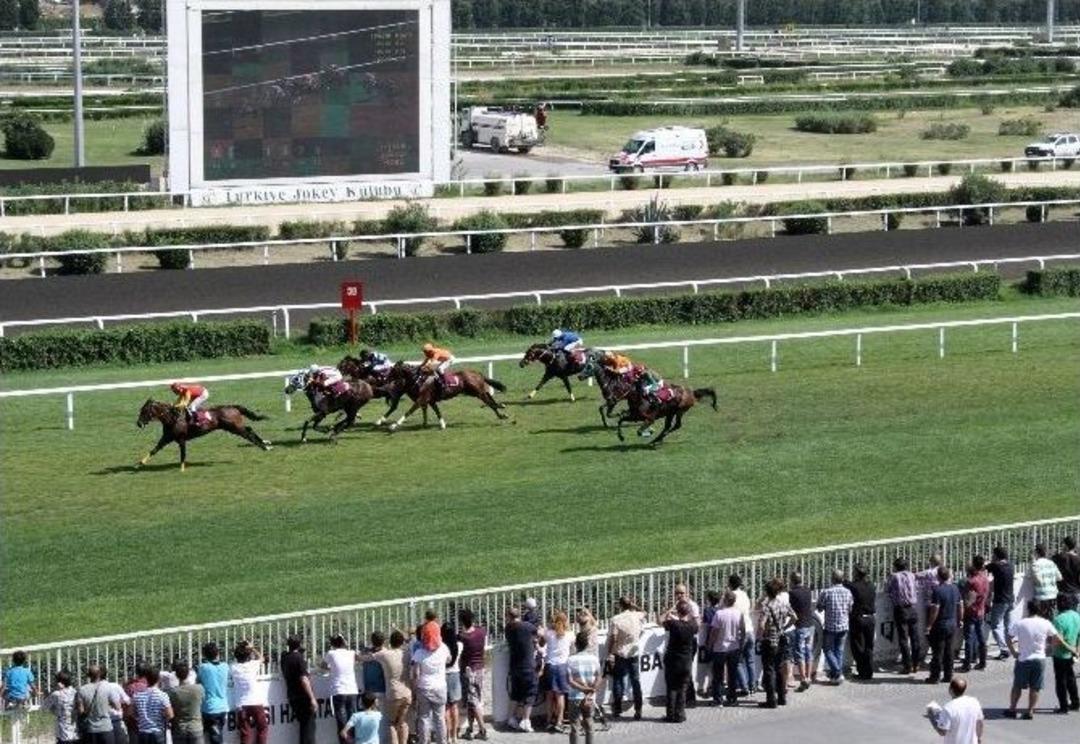 Atlar Organ Bağışı İ&ccedil;in Koştu