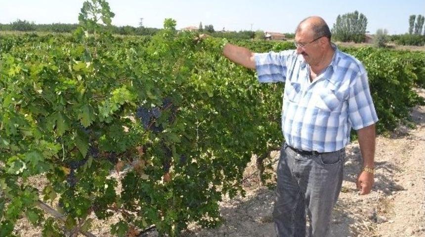 Domuz S&uuml;r&uuml;leri, Battalgazili &Uuml;reticilerin Kabusu Oldu