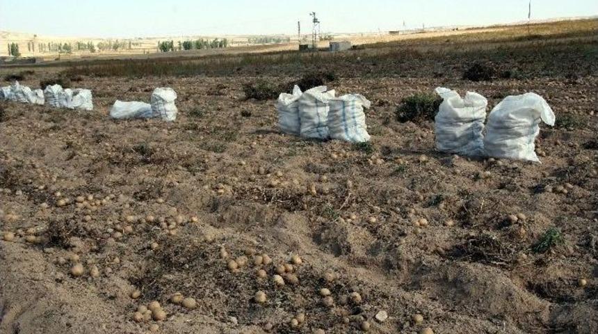 Nevşehir&rsquo;de Patates Siğili Hastalığına Karşı S&uuml;rvey &Ccedil;alışmaları S&uuml;r&uuml;yor