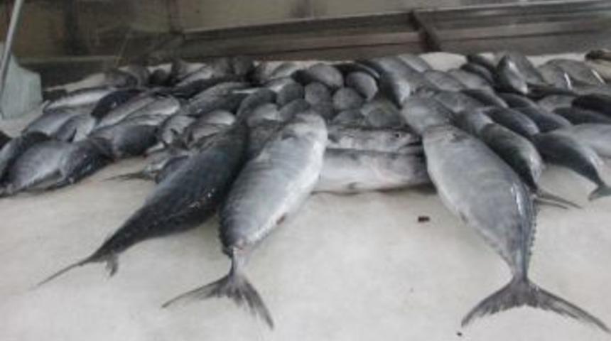 Karadeniz&rsquo;de Palamut Kendisini G&ouml;sterdi