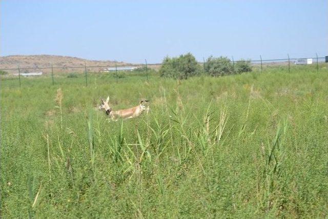 Iğdır, Ceylanlarına Kavuştu