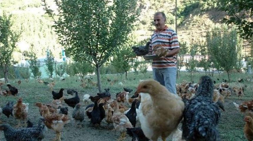&Ccedil;atak&rsquo;ta Emekli Bankacı Organik Tavuk &Ccedil;iftliği Kurdu