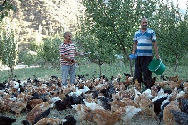 Çatak’ta Emekli Bankacı Organik Tavuk Çiftliği Kurdu