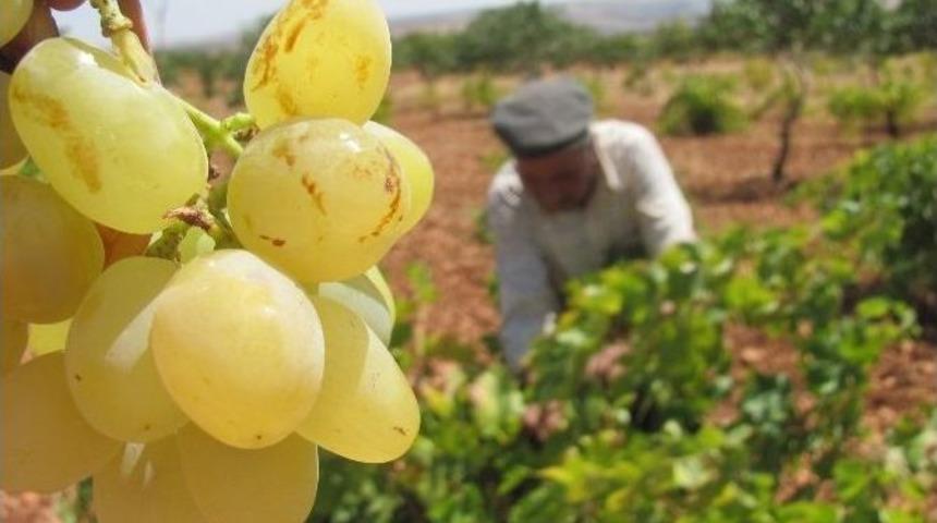 Araban&rsquo;da 2014 Yılı Organik &Uuml;z&uuml;m Hasadı Başladı