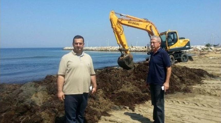 Kep&ccedil;eyle Yosun Temizliği