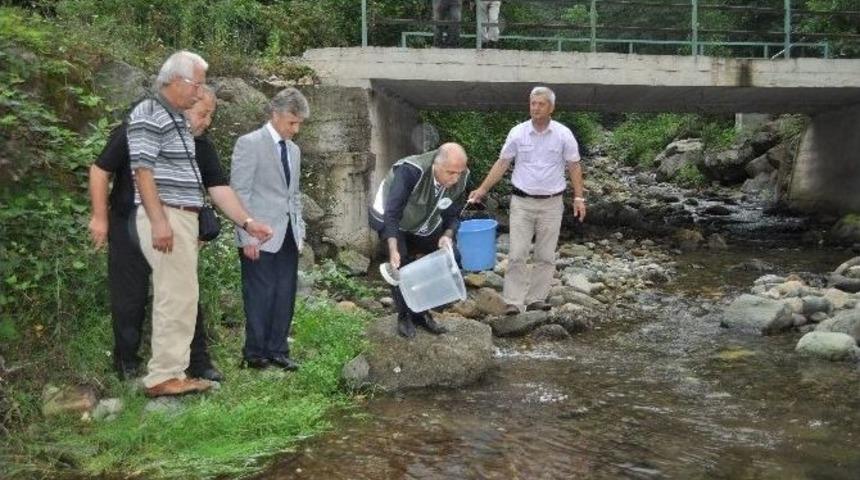 Giresun&rsquo;da 11 Bin Alabalık Salınımı Yapıldı
