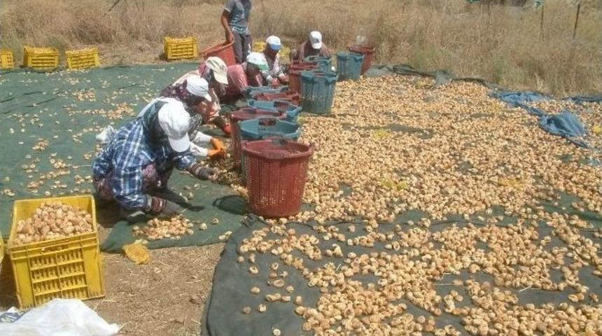 Havran&rsquo;da İncir Hasadına Başlandı