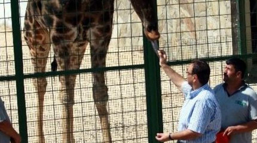 Şakir&rsquo;in Yalnızlığı 2015 Yılında Sona Erecek