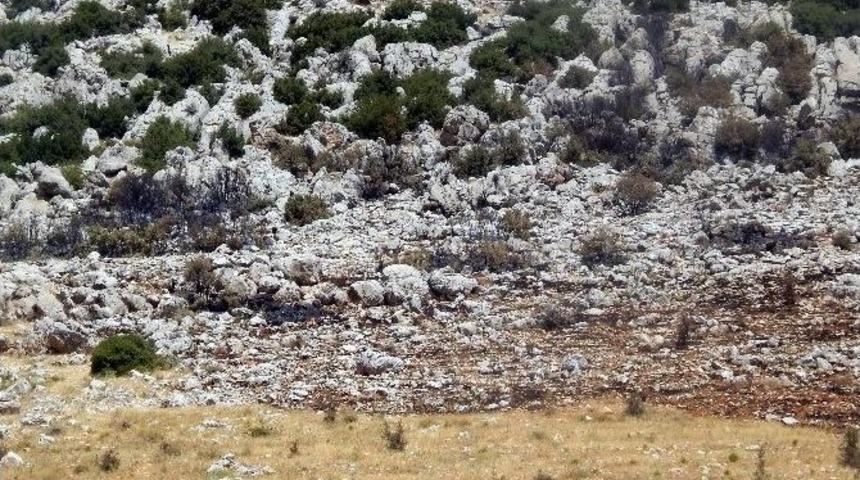 Yanan Ormanın Hasarı Tespit Edildi