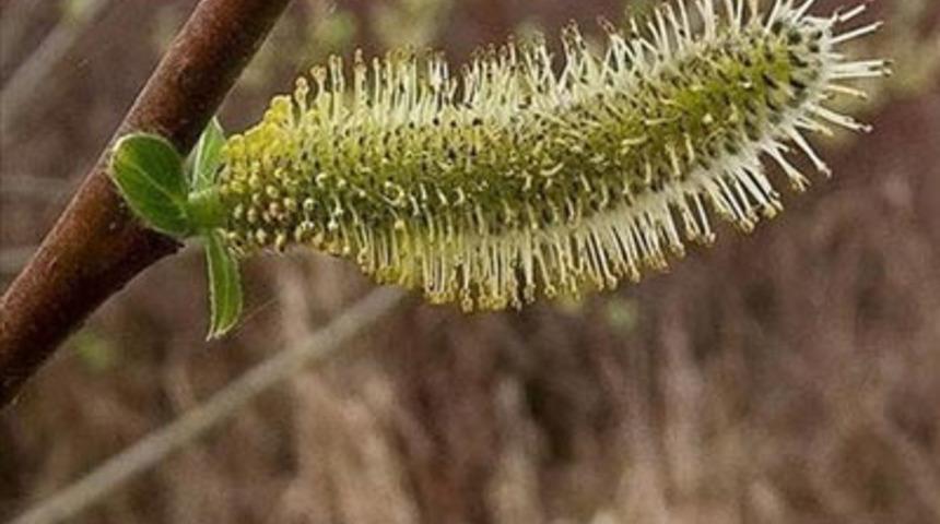 Yoksa bunlar uzaylı mı?
